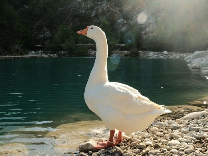 A goose by a river bank. 