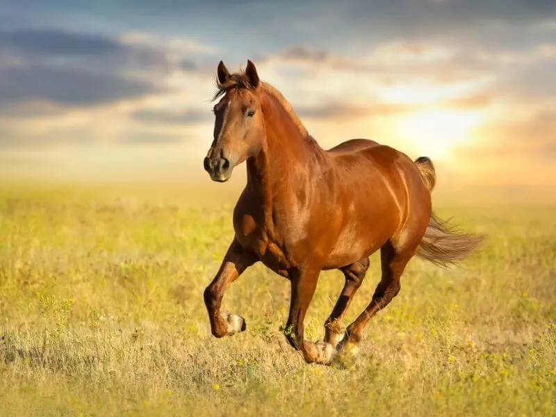 A red mare running in a field.