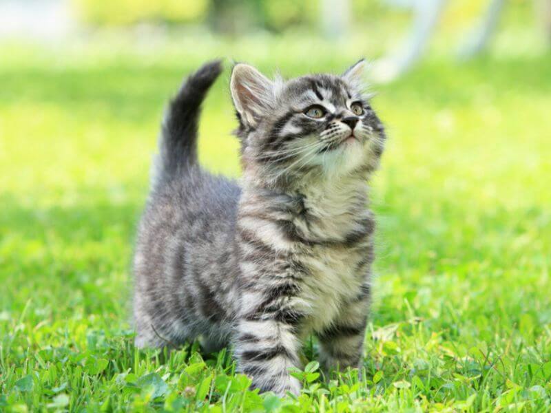 Young kitten in grass with clover.
