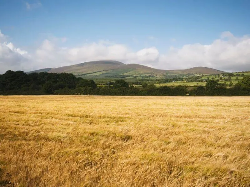 Ein Feld mit goldenem Weizen in der Grafschaft Tipperary, Irland