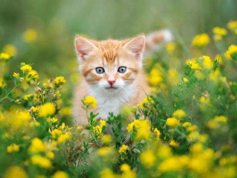 Niedliches getigertes Kätzchen mit gelben Blumen.  