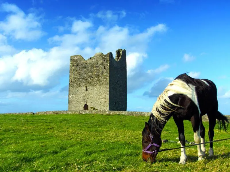 Ein Pferd grast in der Nähe von Easky Castle in der Grafschaft Sligo.  