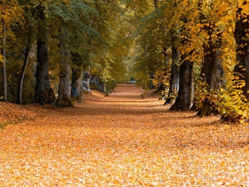 Golden leaves on a pathway. 