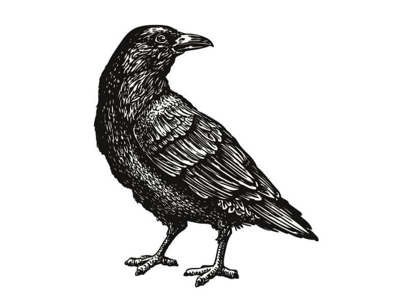 Skizze einer schwarzen Krähe. 