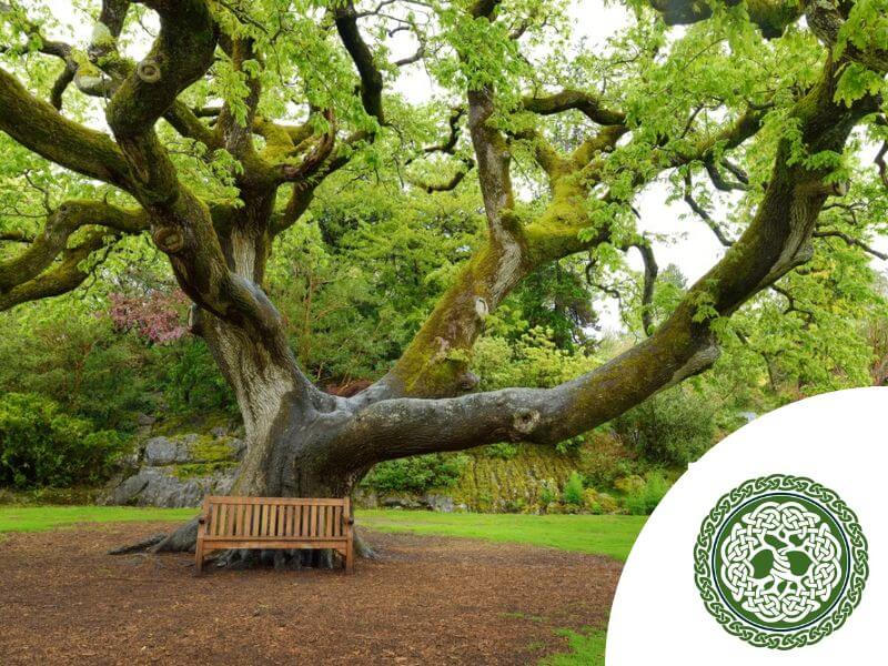 An old oak tree with a Celtic Tree of Life featuring knotwork.