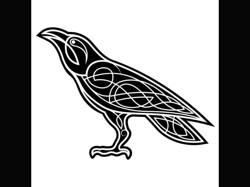 A Nordic-Celtic inspired raven tattoo design. 