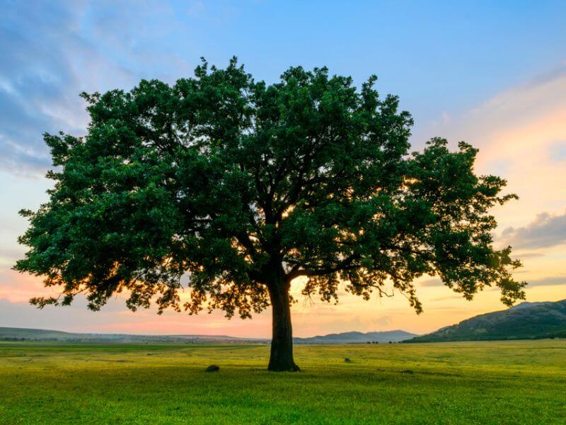 A single oak tree at sunset. 