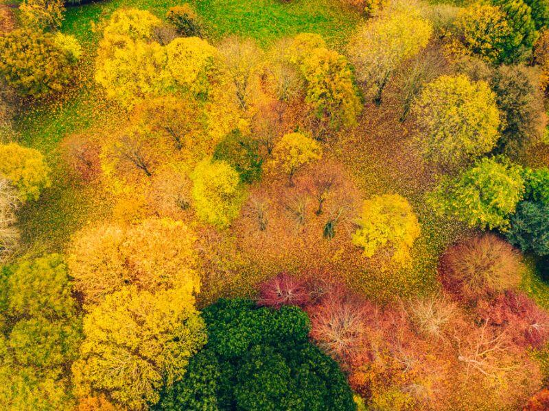 Die farbenfrohen Blätter im St. Anne's Park, Dublin. 