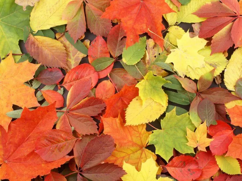 Colorful leaves of the season