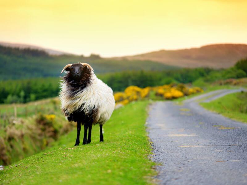 Ein einzelnes, vom Wind verwehtes Schaf am Straßenrand in Irland. 
