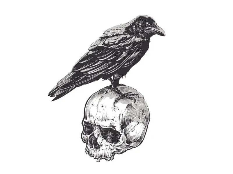 Crow perched on a skull. 