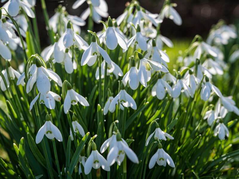 Spring snowdrop blossoms. 