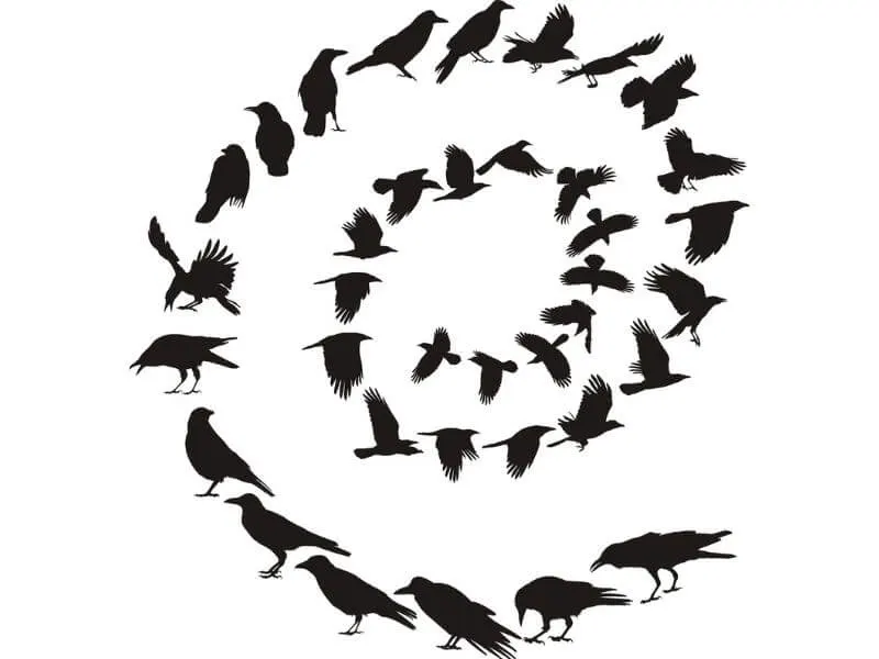 A spiral of indiviual crows. 