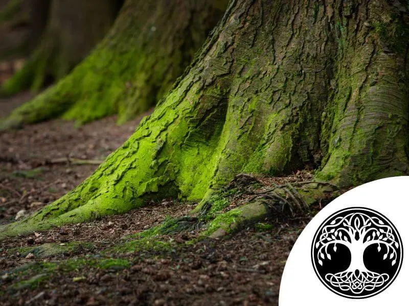 Die Wurzeln der Eiche sind Teil des keltischen Lebensbaums. 