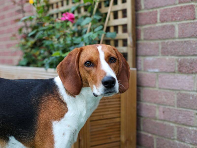 Ein Kerry Beagle schaut in einem Garten in die Kamera.