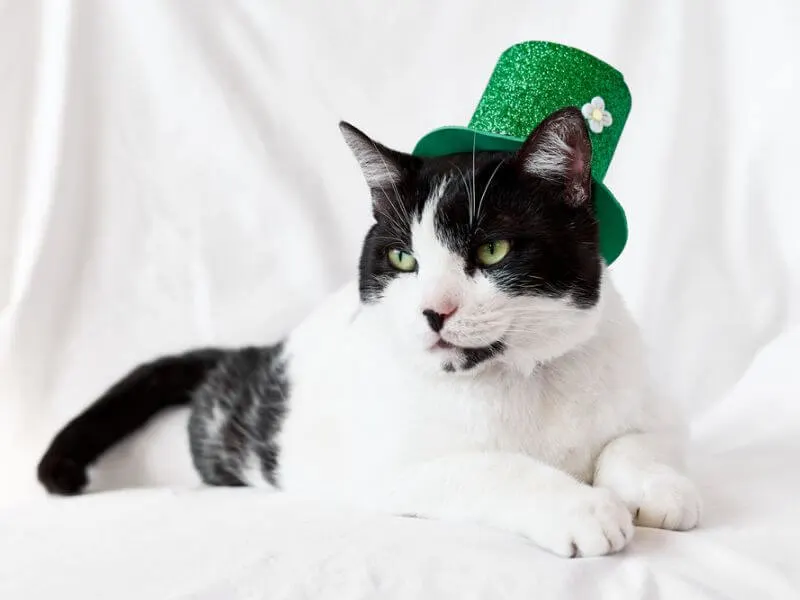 Eine schwarz-weiße Katze hat sich für den St. Patrick's Day herausgeputzt. 