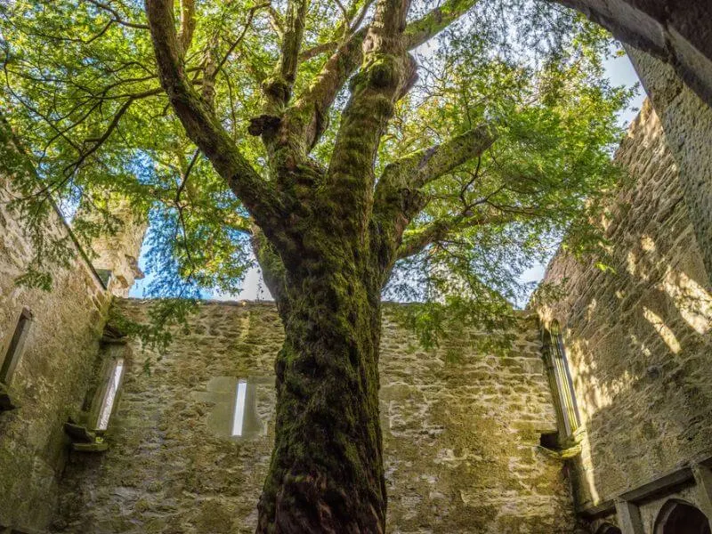 Ein berühmter Eibenbaum in Killarney, County Kerry.  