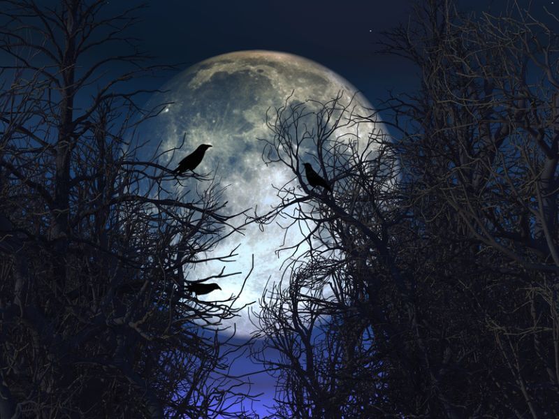 Three crows perched in trees in front of a full moon. 