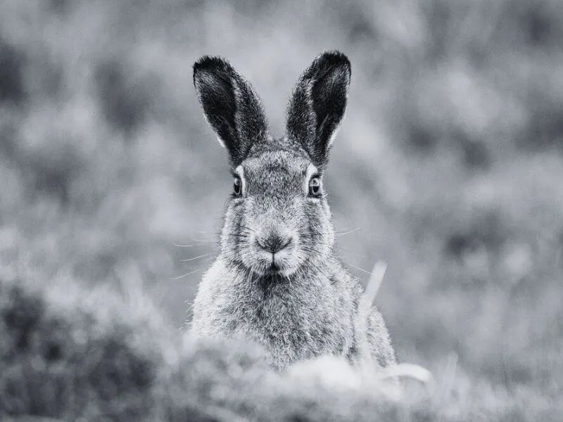 An Irish Moutain Hare 