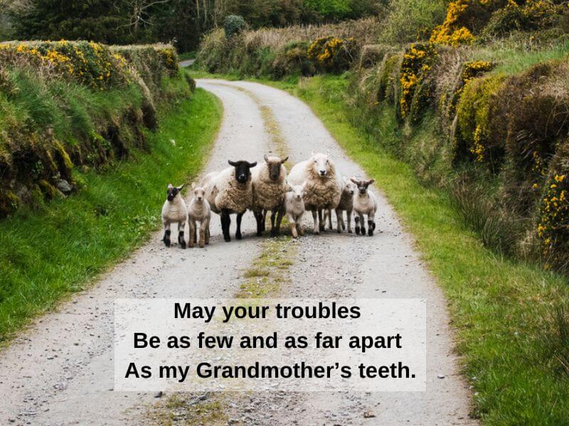 Sheep on a road in Ireland with a blessing.