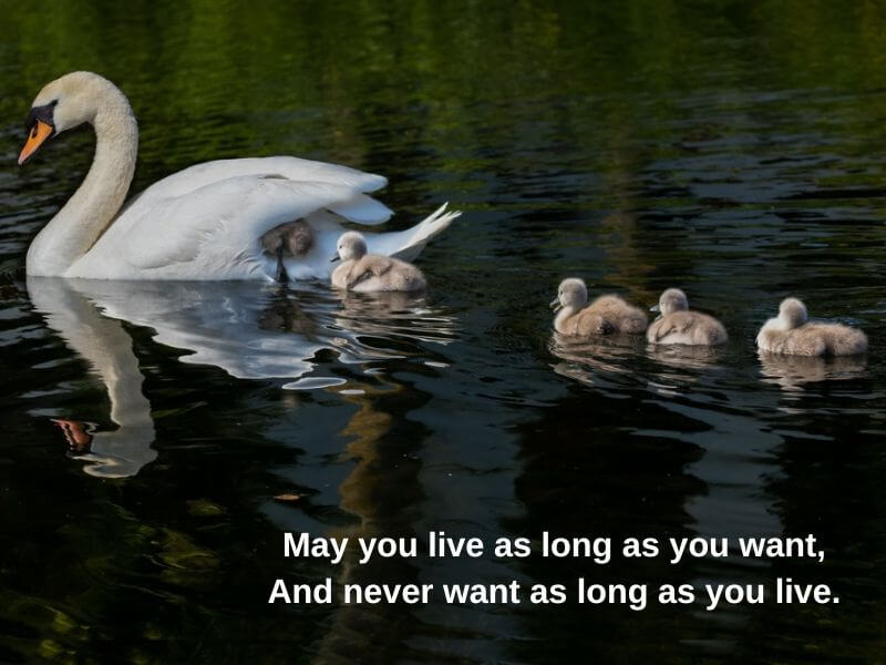 A family of swans in Dublin with Irish blessing text.
