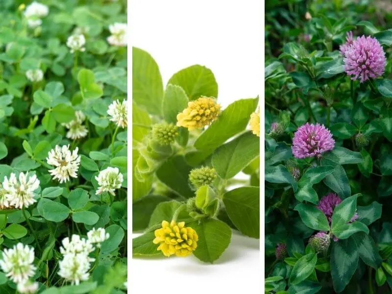 White clover, Hop clover and Red clover 